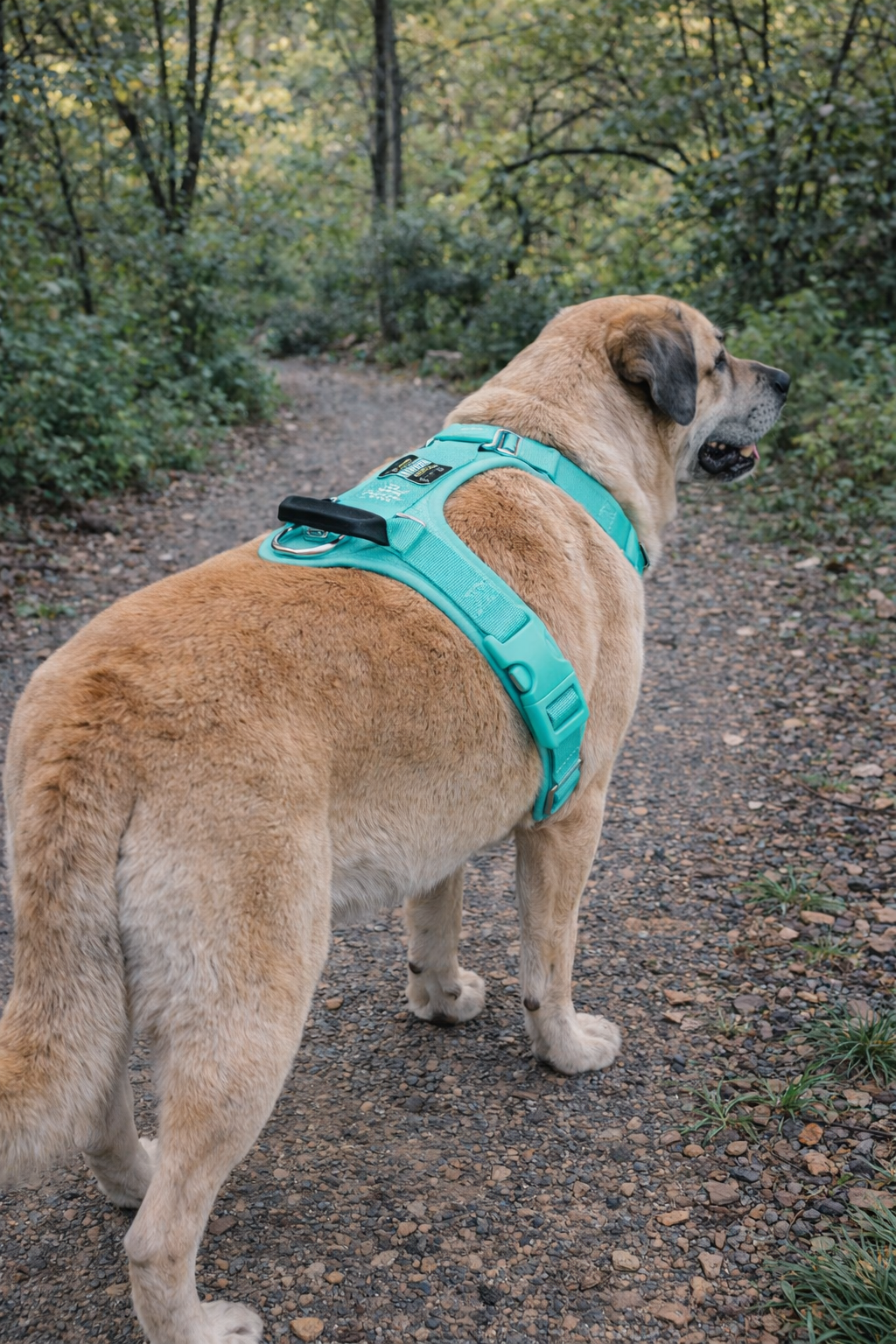 ARNÉS AVENTURDOG WILD CANE