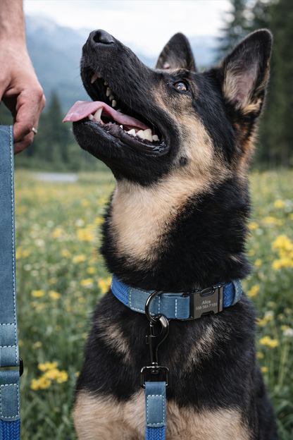 COLLAR &CORREA AVENTURDOG PERSONALIZABLE ST