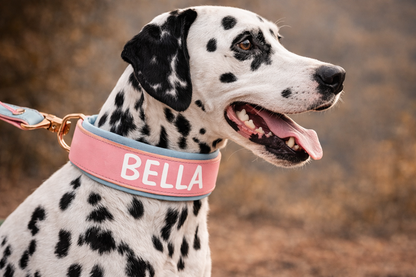 COLLAR AVENTURDOG PERSONALIZABLE WARRIOR