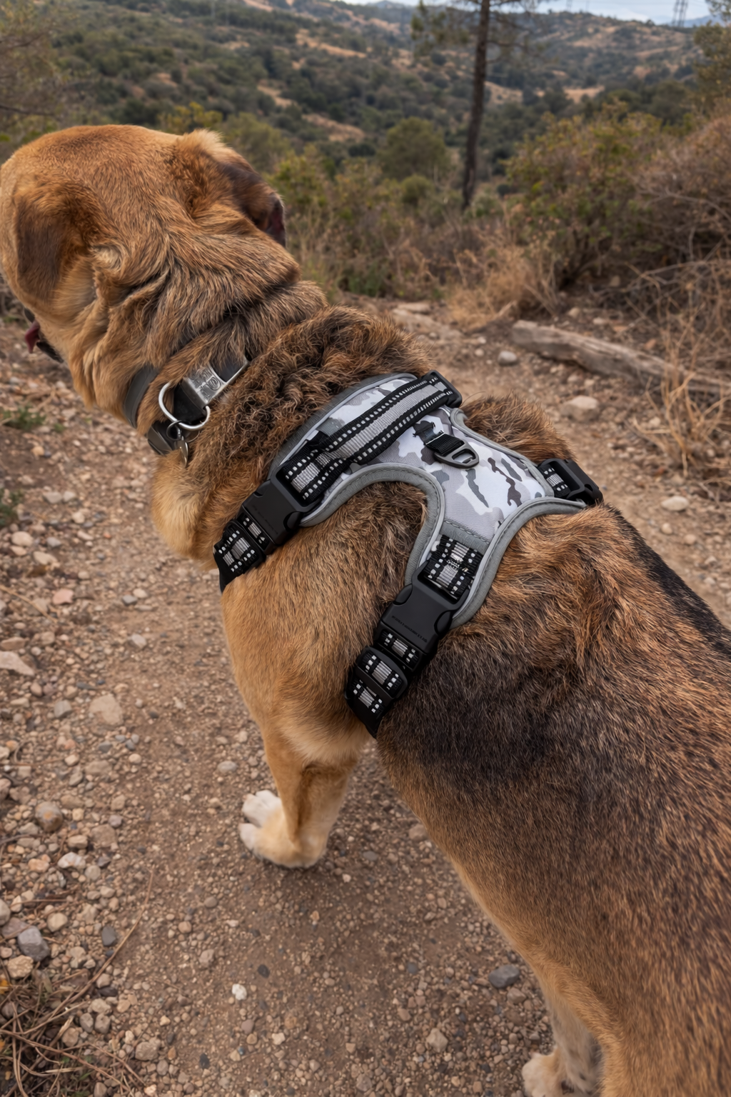 ARNÉS AVENTURDOG TRAIL CONTROL GHOST