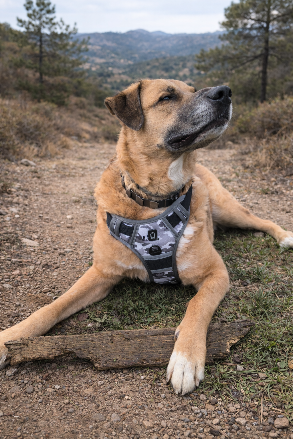 ARNÉS AVENTURDOG TRAIL CONTROL GHOST