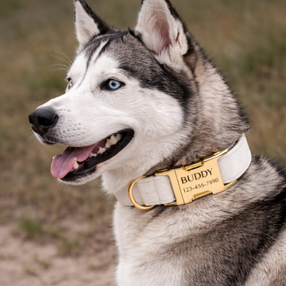 COLLAR AVENTURDOG PERSONALIZABLE ELEGANCE