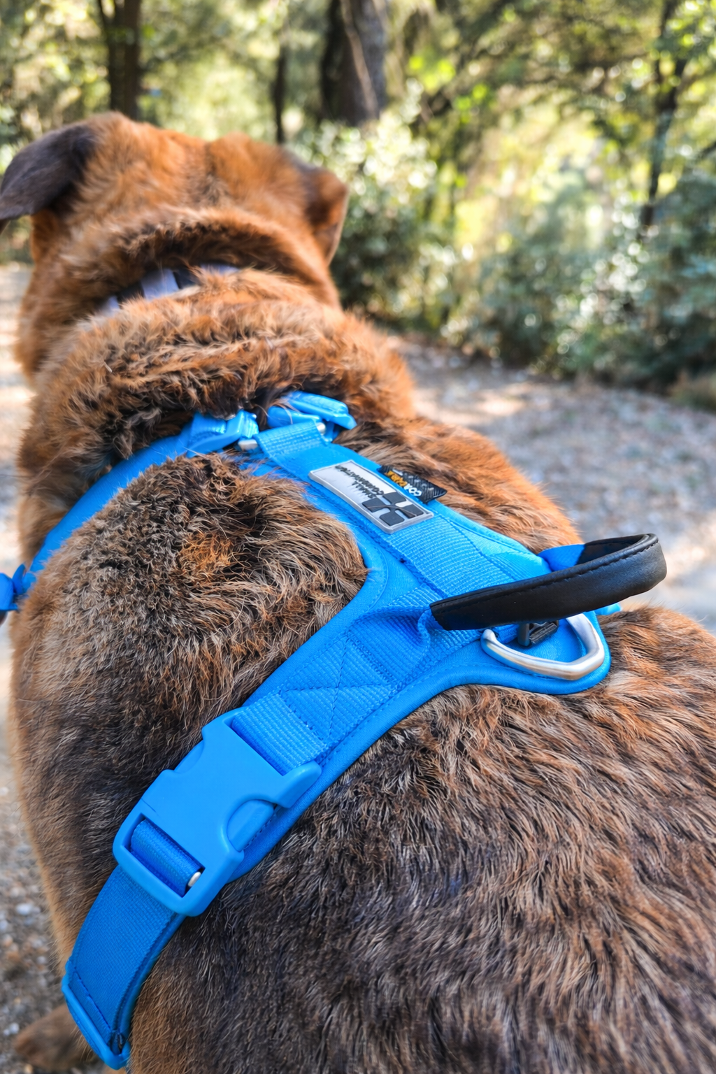 ARNÉS AVENTURDOG WILD CANE