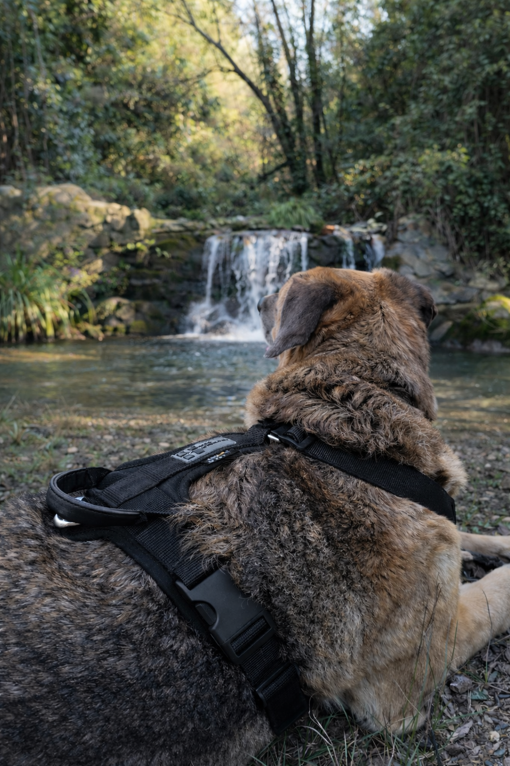 ARNÉS AVENTURDOG WILD CANE