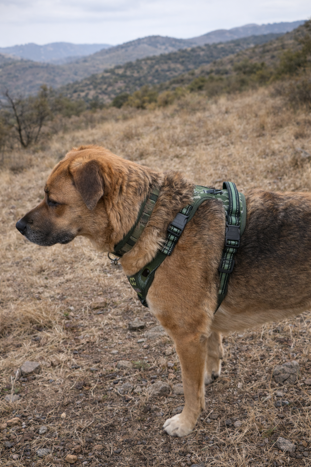 ARNÉS AVENTURDOG TRAIL CONTROL PRO Ranger Green