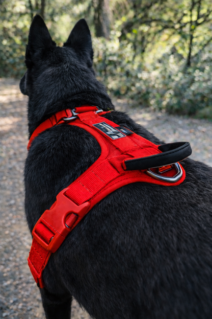 ARNÉS AVENTURDOG WILD CANE