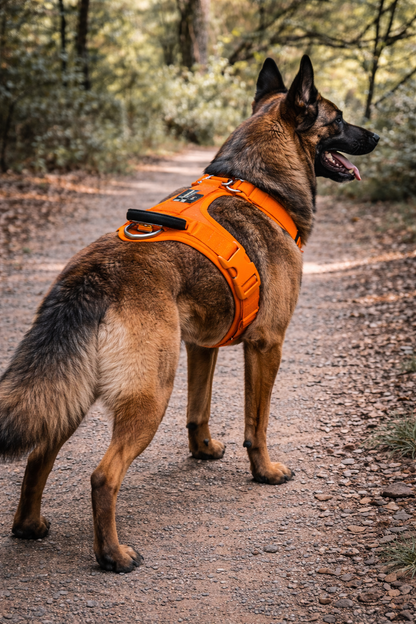 ARNÉS AVENTURDOG WILD CANE
