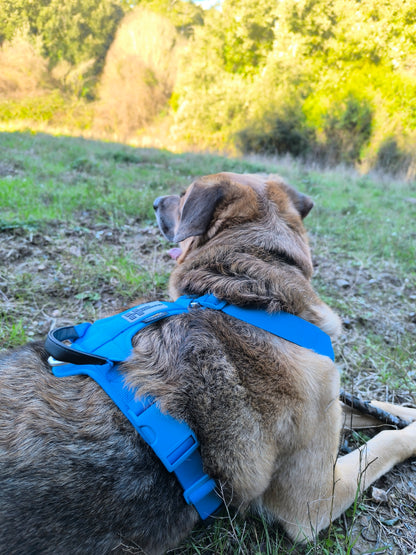 ARNÉS AVENTURDOG WILD CANE