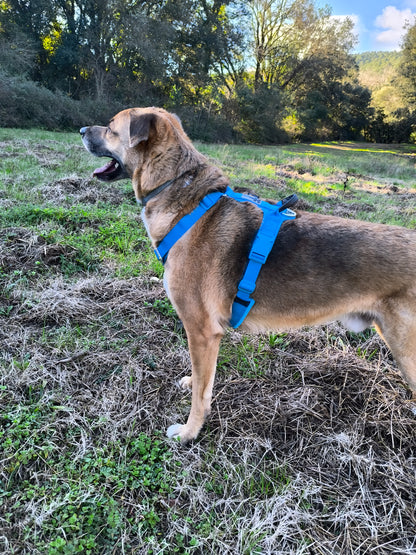 ARNÉS AVENTURDOG WILD CANE