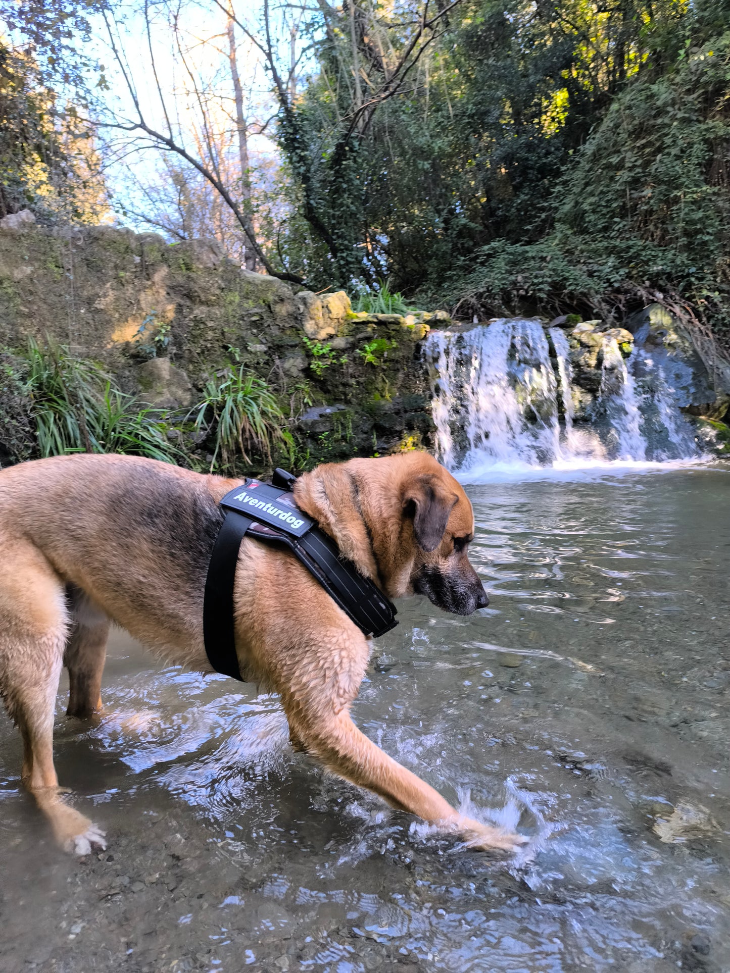 ARNÉS AVENTURDOG TACTICAL ID