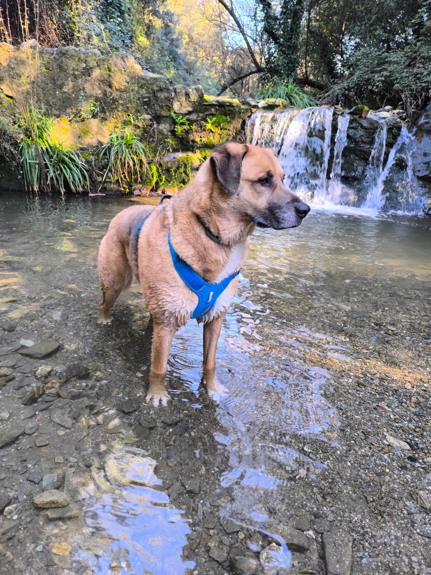 ARNÉS AVENTURDOG WILD CANE