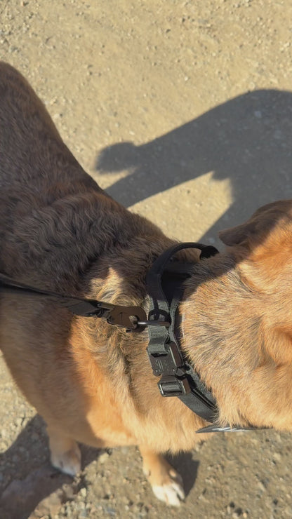 COLLAR &CORREA AVENTURDOG TACTIC