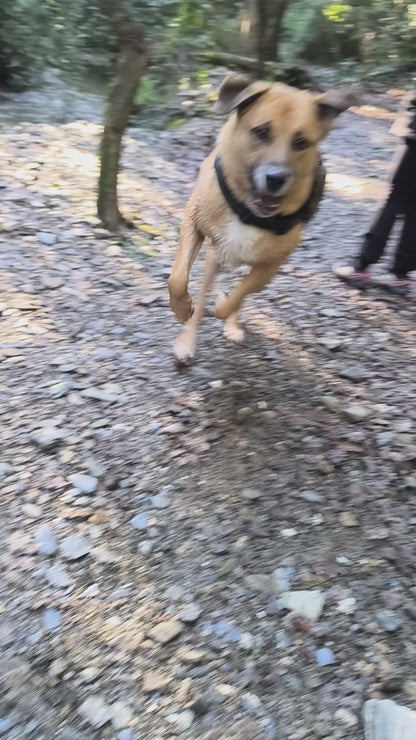 ARNÉS AVENTURDOG TACTICAL ID